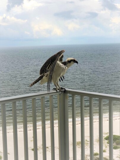 5 Star Condo in one of the most Prestigious Areas in Estero Beach & Tennis, Florida Condo 5946