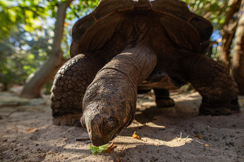 Serene Escape on a Caribbean Jewel - 1003