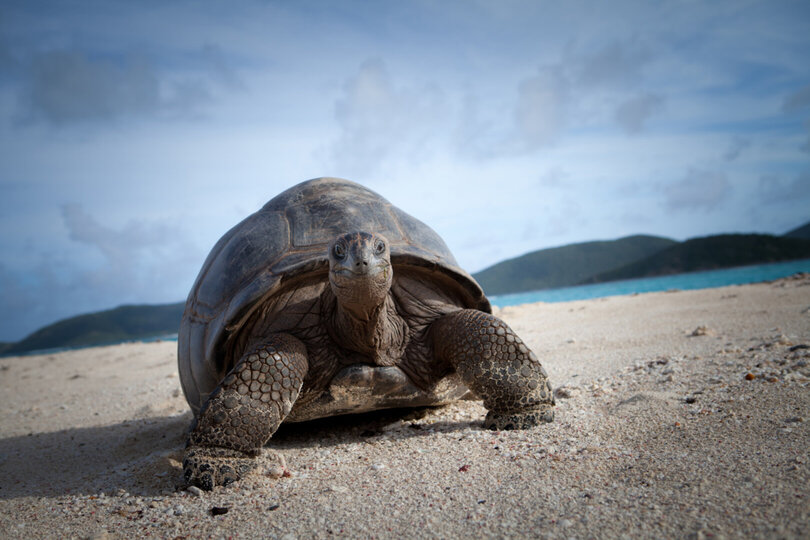 Serene Escape on a Caribbean Jewel - 1003