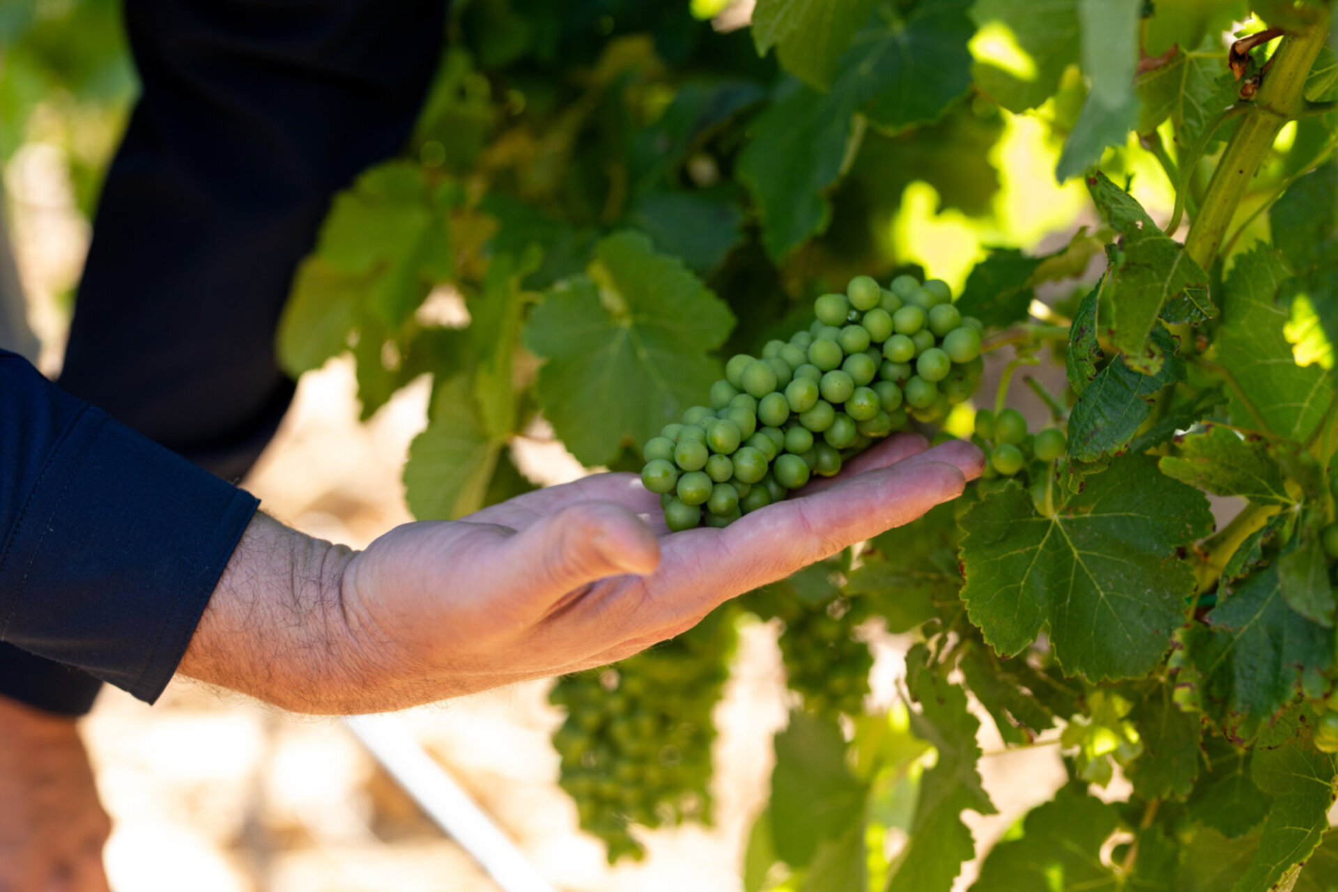 Mont Rochelle – A Luxurious Escape in Franschhoek, 1028