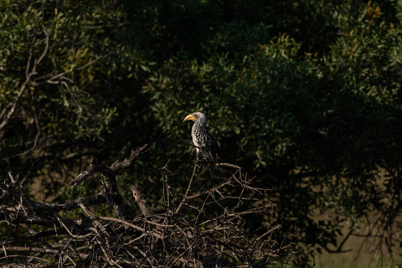 Ulusaba_Cliff 1030