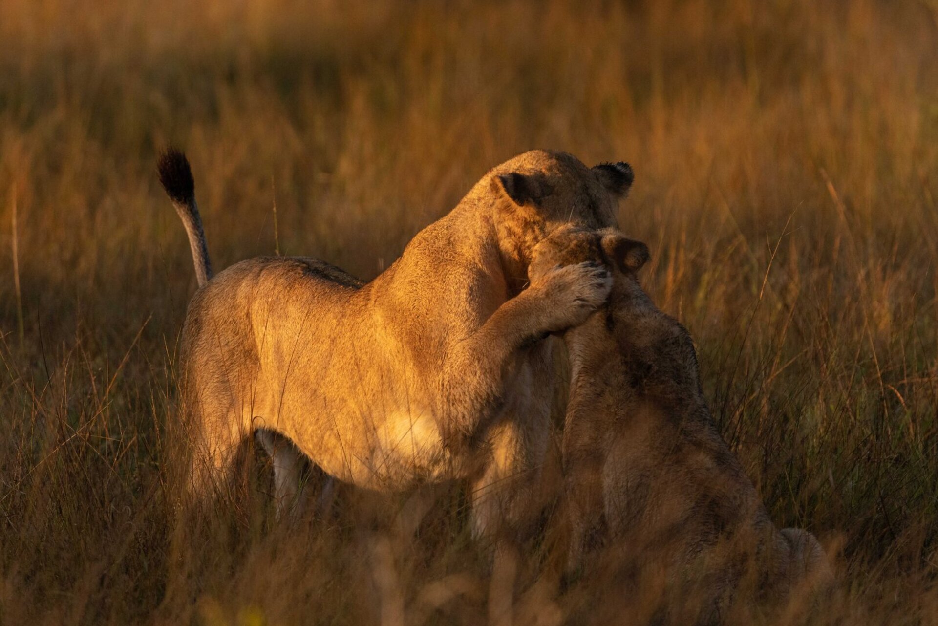 Ulusaba_Cliff 1030