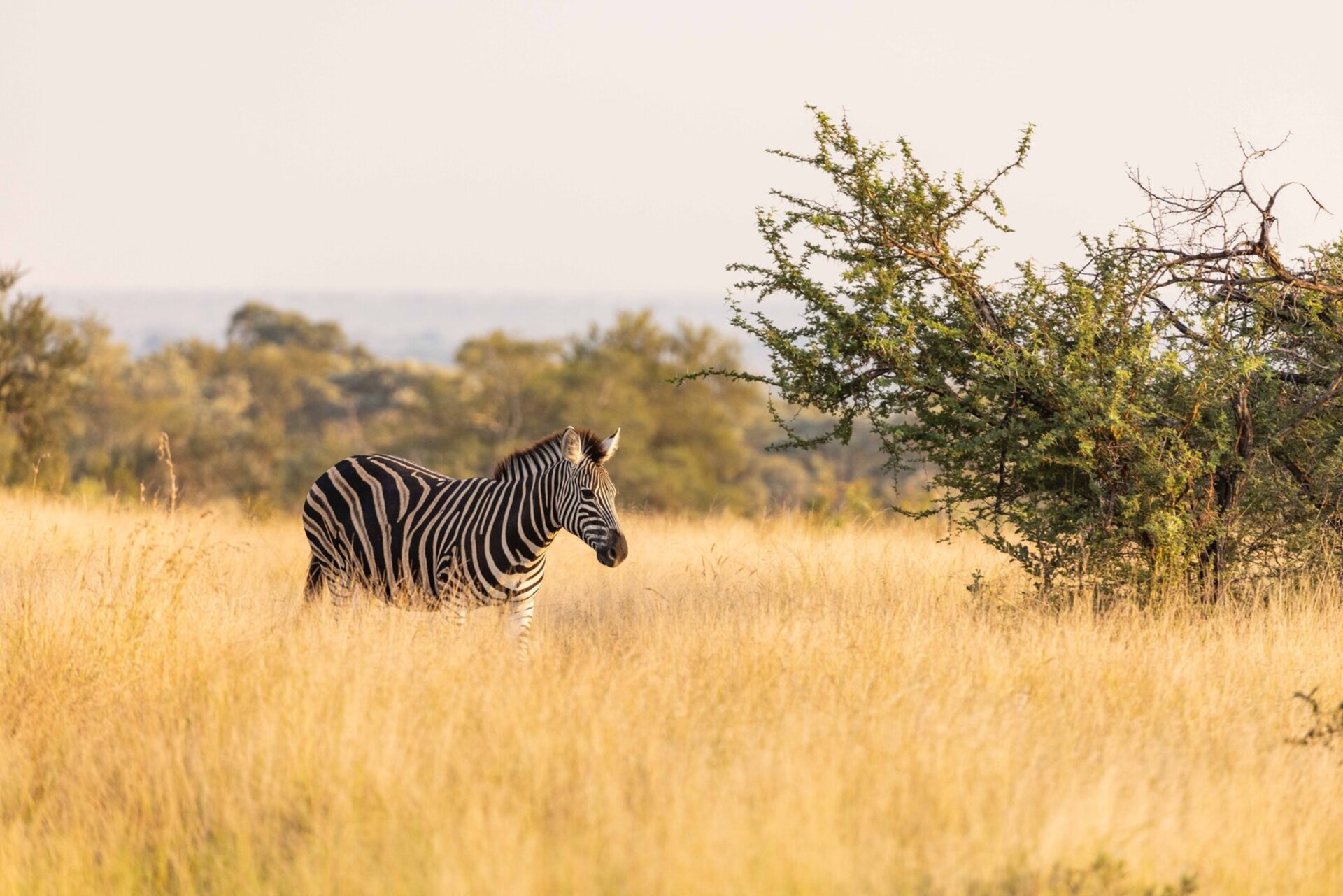 Ulusaba_Cliff 1030