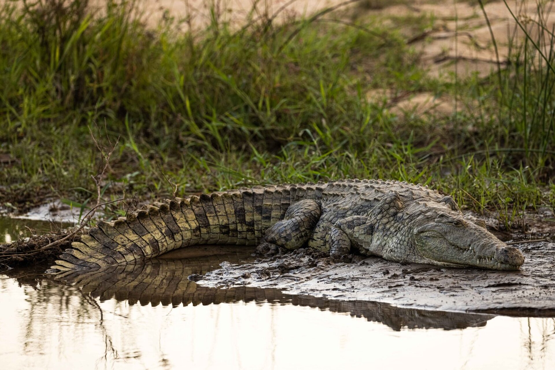 Tranquil Trails 1031