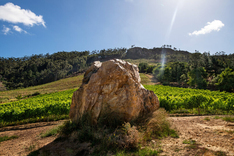 Viognier Room 1063