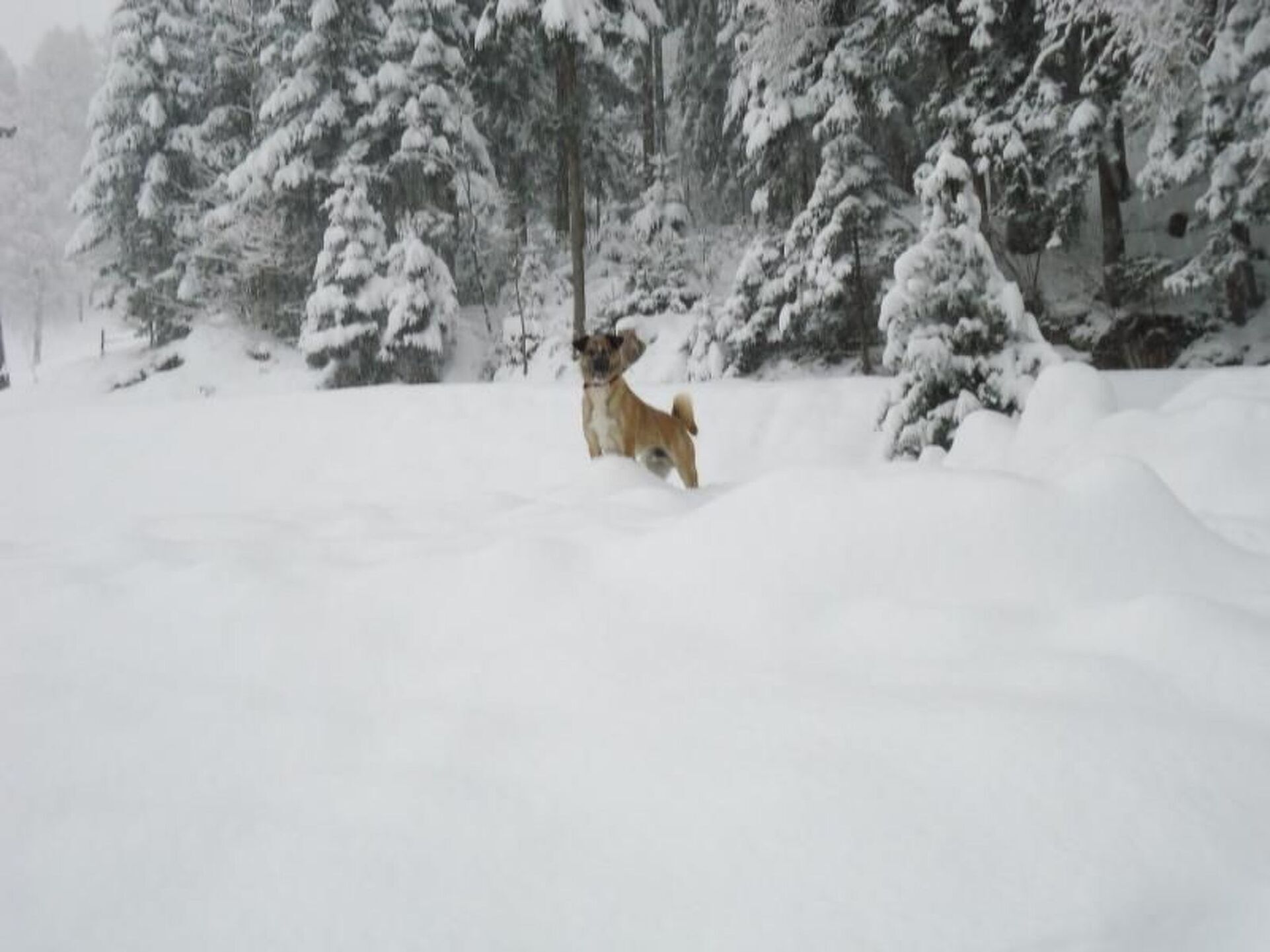 Sumptuous 3-Bed House in Wolfsberg, Sleeps 7, 1077